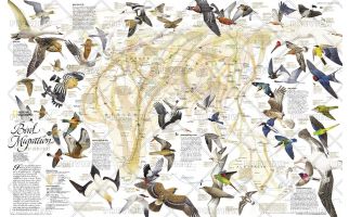 Bird Migration Eastern Hemisphere  -  Published 2004