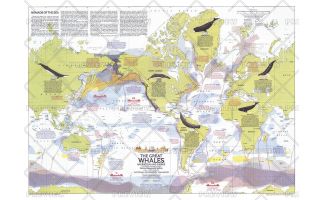 Great Whales, Migration and Range  -  Published 1976