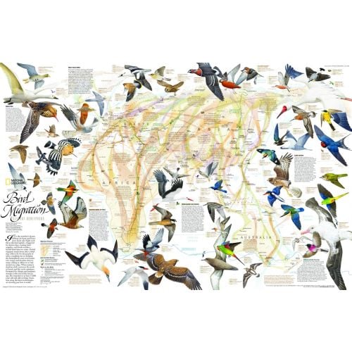 Bird Migration Eastern Hemisphere Published 2004 Map