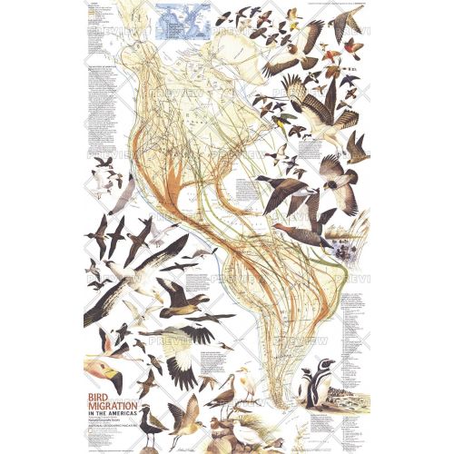 Bird Migration In The Americas Published 1979 Map