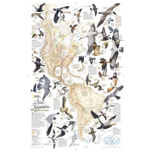 Bird Migration Western Hemisphere Map