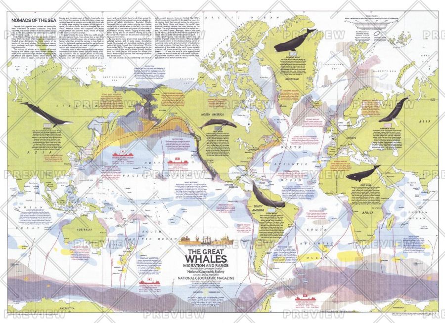 Great Whales Migration And Range Published 1976 Map
