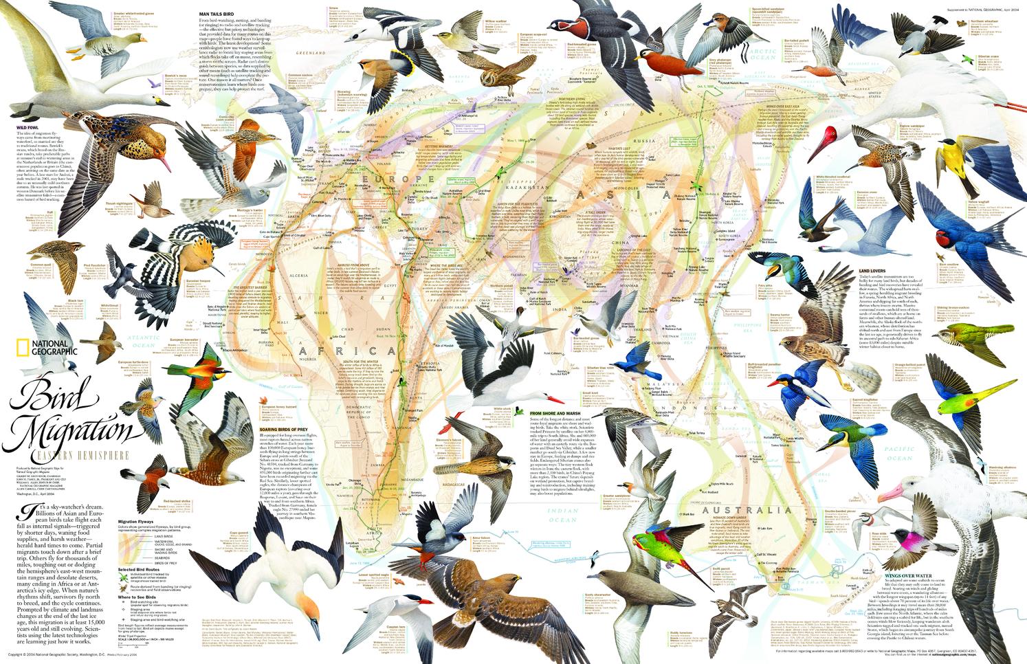 Map of Bird Migration Eastern HemisphereNational Geographic